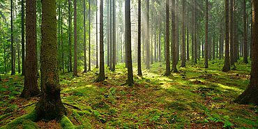 Bild von einem Wald, ZwickRoell spendet für Wiederaufforstungsprojekte
