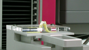 Dough tensile test